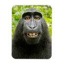 Search for funny animals magnets Monkey