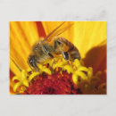 Search for pollinators postcards Flower