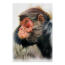 Search for spider monkeys posters Primates