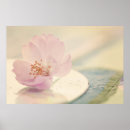 Search for cherry blossom posters Sakura