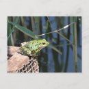 Search for jumping frog postcards Wildlife
