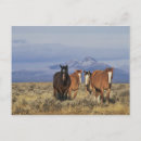 Search for mammal postcards Wyoming