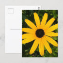 Search for yellow daisy postcards Photography