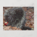 Search for wild fruit postcards Red