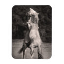 Search for stallion magnets Animals
