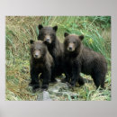 Search for grizzly posters Usa