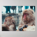 Search for monkey posters Macaque