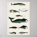 Search for vintage whale posters Marine