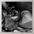 Search for dart frog posters Frogs