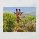 Search for giraffe postcards Funny