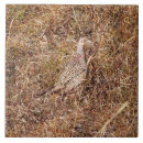 Search for pheasant tiles Nature