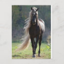 Search for cheval Horse