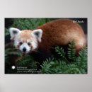 Search for smithsonian posters Photography