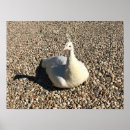 Search for white peacock posters Nature