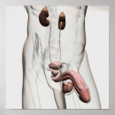 Search for penis posters Reproduction