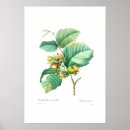 Search for hazel Flowers
