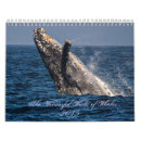 Search for orca whale photography Whales