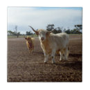Search for cow tiles Scottish