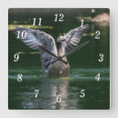 Search for goose clocks Wildlife