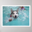 Search for swimming pool posters Dogs