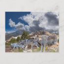 Search for grey wolves postcards Wolf pack