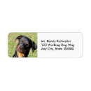 Search for working photography Dog