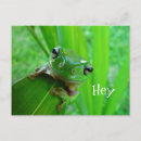 Search for frog lover horizontal postcards Amphibian