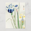 Search for yellow iris Irises