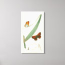 Search for butterfly canvas prints Colourful