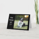 Search for border collie cards Photography