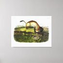Search for ferrets art Illustration