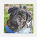 Search for black pug magnets Puppy