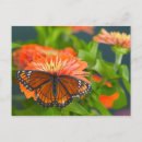 Search for viceroy postcards Flower