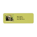 Search for black bears return address labels Brown bear