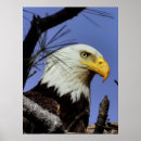 Search for bald headed eagle posters Bird of prey