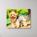 Search for yorkie canvas prints Animal