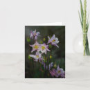 Search for columbine cards Photography