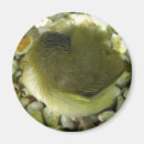 Search for macros magnets Wildlife