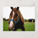 Search for blaze postcards Horses