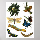 Search for beetle bug posters Entomology