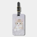 Search for yellow cat accessories Tabby