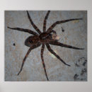 Search for arachnids posters Brown