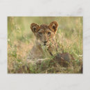 Search for cute lion postcards Big cat