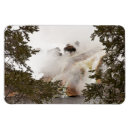 Search for bison magnets Wildlife