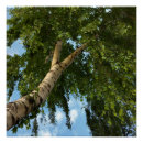Search for birch leaf posters Blue