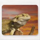 Search for bearded dragon electronics Animal