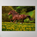 Search for lusitano posters Animal