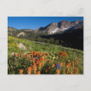Search for cache postcards Albion basin