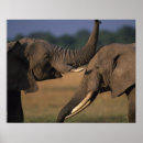 Search for wild lands posters Environment