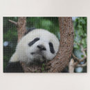 Search for panda bear puzzles Sleeping